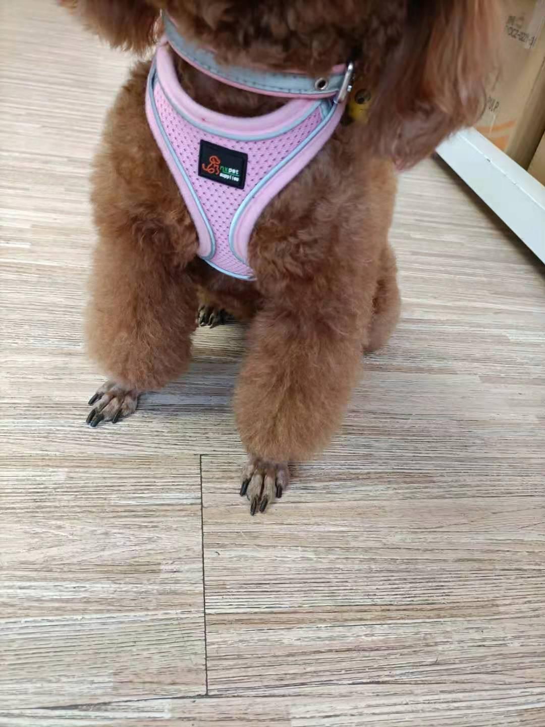 Reflective Pet Harness With Leash